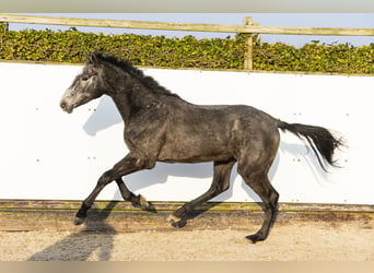 Holsteiner, Étalon, 2 Ans, 169 cm, Gris pommelé