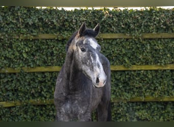 Holsteiner, Étalon, 2 Ans, 169 cm, Gris pommelé