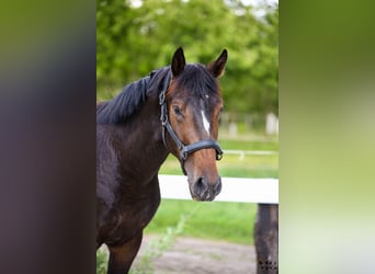 Holsteiner, Étalon, 2 Ans, 175 cm, Bai brun foncé