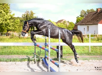 Holsteiner, Étalon, 2 Ans, 175 cm, Gris pommelé