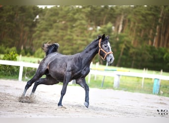 Holsteiner, Étalon, 2 Ans, 175 cm, Gris pommelé