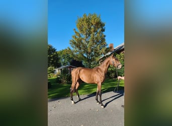 Holsteiner, Étalon, 2 Ans, Bai