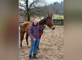 Holsteiner, Étalon, 2 Ans, Bai