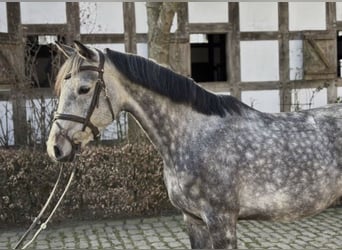 Holsteiner Croisé, Étalon, 3 Ans, 150 cm, Gris pommelé
