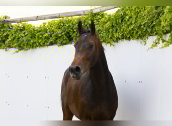 Holsteiner, Étalon, 3 Ans, 164 cm, Bai brun