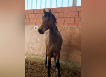 Holsteiner, Étalon, 3 Ans, 165 cm, Bai