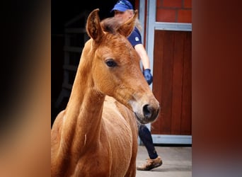 Holsteiner, Étalon, 3 Ans, 167 cm, Bai