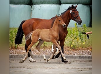 Holsteiner, Étalon, 3 Ans, 167 cm, Bai