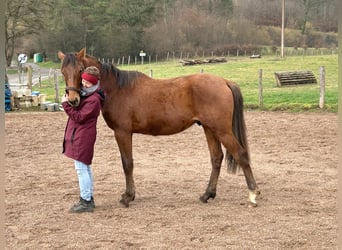 Holsteiner, Étalon, 3 Ans, 167 cm, Bai
