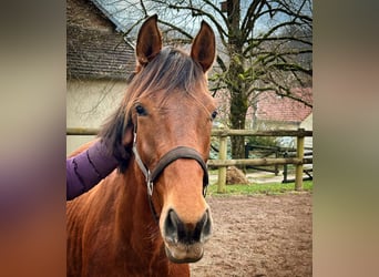 Holsteiner, Étalon, 3 Ans, 167 cm, Bai