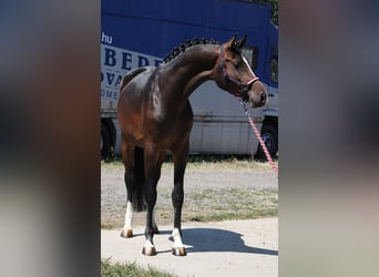 Holsteiner, Étalon, 3 Ans, 168 cm, Bai brun