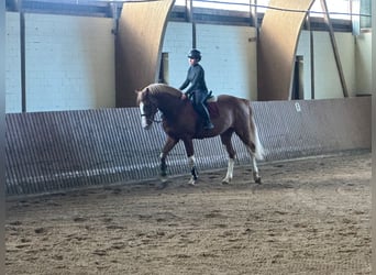 Holsteiner, Étalon, 3 Ans, 170 cm, Alezan