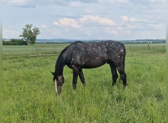 Holsteiner, Étalon, 3 Ans, 170 cm, Gris