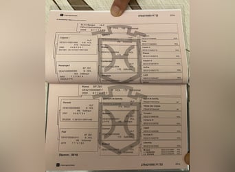 Holsteiner, Étalon, 3 Ans, 170 cm, Gris
