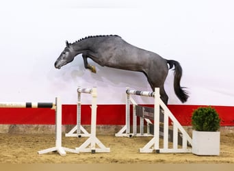 Holsteiner, Étalon, 3 Ans, 170 cm, Gris