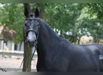 Holsteiner, Étalon, 3 Ans, 173 cm, Gris