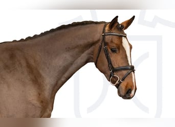 Holsteiner, Étalon, 3 Ans, Bai