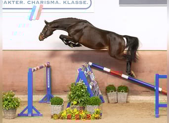 Holsteiner, Étalon, 3 Ans, Bai