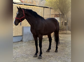 Holsteiner, Étalon, 4 Ans, 165 cm, Bai