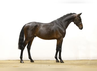 Holsteiner, Étalon, 4 Ans, 167 cm, Bai brun Holsteiner, Étalon, 4 Ans, 167 cm, Bai brun