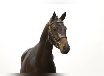 Holsteiner, Étalon, 4 Ans, 167 cm, Bai brun Holsteiner, Étalon, 4 Ans, 167 cm, Bai brun