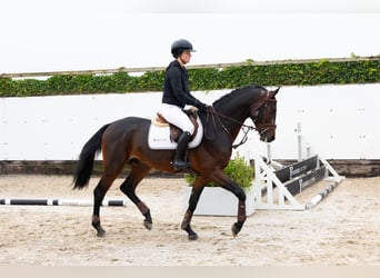 Holsteiner, Étalon, 4 Ans, 167 cm, Bai brun Holsteiner, Étalon, 4 Ans, 167 cm, Bai brun