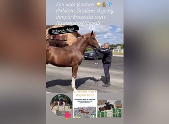 Holsteiner, Étalon, 4 Ans, 168 cm, Alezan