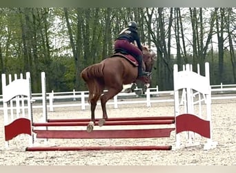 Holsteiner, Étalon, 4 Ans, 180 cm, Alezan