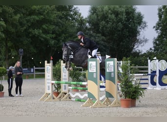 Holsteiner, Étalon, 5 Ans, 163 cm, Gris