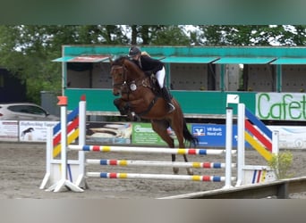 Holsteiner, Étalon, 5 Ans, 166 cm, Bai