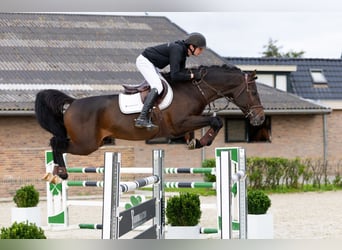 Holsteiner, Étalon, 5 Ans, 167 cm, Bai brun