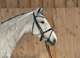 Holsteiner, Étalon, 5 Ans, 170 cm, Gris pommelé