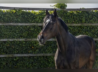 Holsteiner, Étalon, 6 Ans, 161 cm, Bai brun