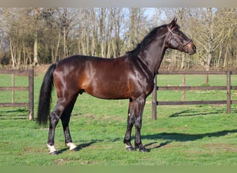 Holsteiner, Étalon, 6 Ans, 167 cm, Bai