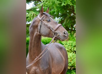 Holsteiner, Étalon, 6 Ans, 167 cm