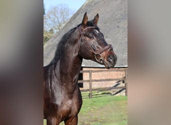 Holsteiner, Étalon, 6 Ans, 167 cm