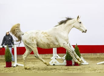 Holsteiner, Étalon, 6 Ans, 170 cm, Gris