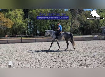 Holsteiner, Étalon, 6 Ans, 178 cm, Gris