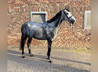Holsteiner, Étalon, 7 Ans, 166 cm, Gris noir