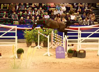 Holsteiner, Étalon, 7 Ans, 167 cm, Bai brun