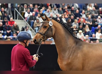 Holsteiner, Étalon, 3 Ans, 168 cm, Bai