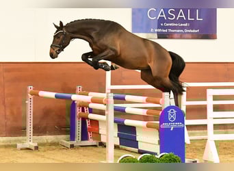 Holsteiner, Étalon, 3 Ans, 161 cm, Bai