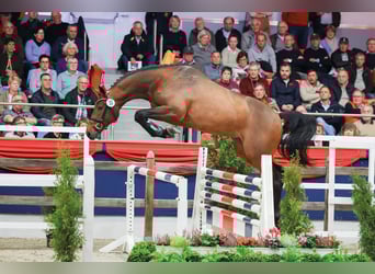 Holsteiner, Étalon, 2 Ans, 170 cm, Bai