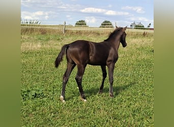 Holsteiner, Étalon, Poulain (04/2026), 168 cm, Bai brun