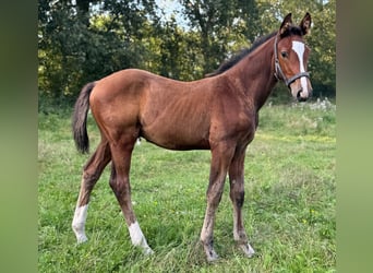 Holsteiner, Étalon, Poulain (06/2025), 168 cm, Bai