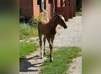 Holsteiner, Étalon, Poulain (06/2025), 168 cm, Bai