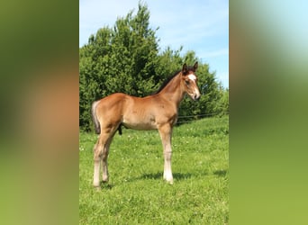 Holsteiner, Étalon, Poulain (04/2026), 168 cm, Peut devenir gris