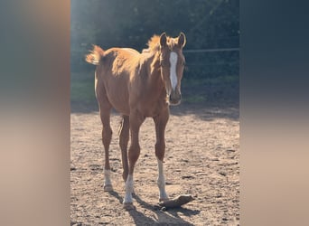 Holsteiner, Étalon, Poulain (05/2025), 170 cm, Alezan