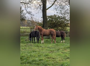 Holsteiner, Étalon, Poulain (05/2025), 170 cm, Alezan