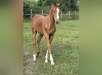 Holsteiner, Étalon, Poulain (05/2025), 170 cm, Alezan